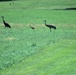 Prairie, grassland habitat at Fort McCoy