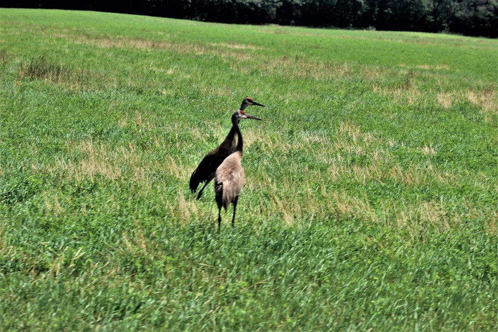 Prairie, grassland habitat at Fort McCoy