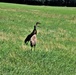 Prairie, grassland habitat at Fort McCoy