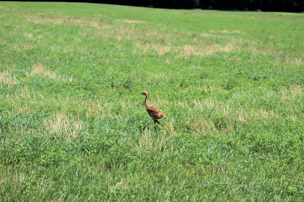 Prairie, grassland habitat at Fort McCoy