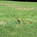 Prairie, grassland habitat at Fort McCoy