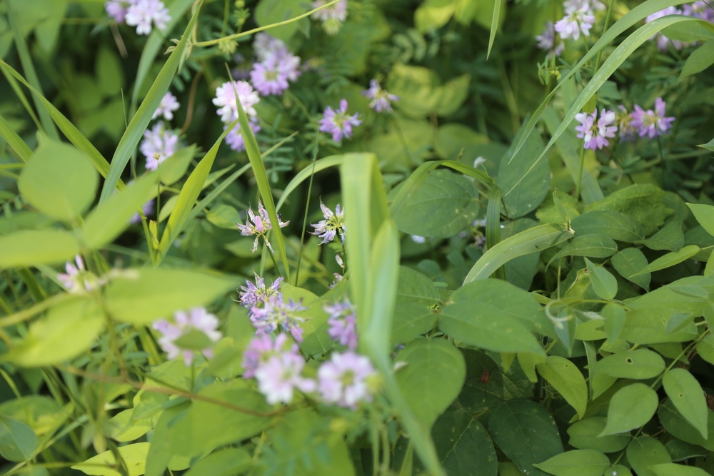 Prairie, grassland habitat at Fort McCoy