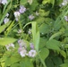 Prairie, grassland habitat at Fort McCoy