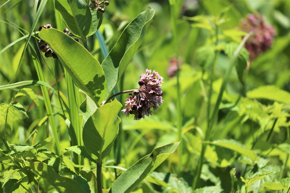 Prairie, grassland habitat at Fort McCoy