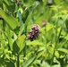 Prairie, grassland habitat at Fort McCoy