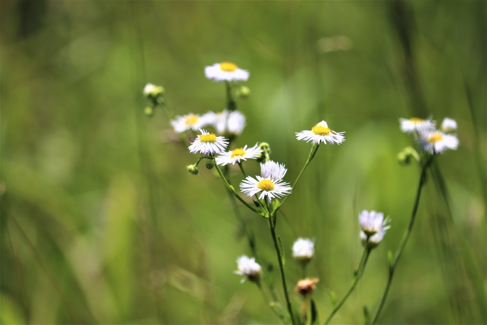 Prairie, grassland habitat at Fort McCoy