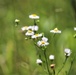 Prairie, grassland habitat at Fort McCoy