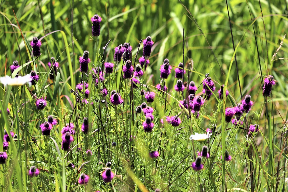 Prairie, grassland habitat at Fort McCoy