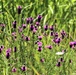 Prairie, grassland habitat at Fort McCoy