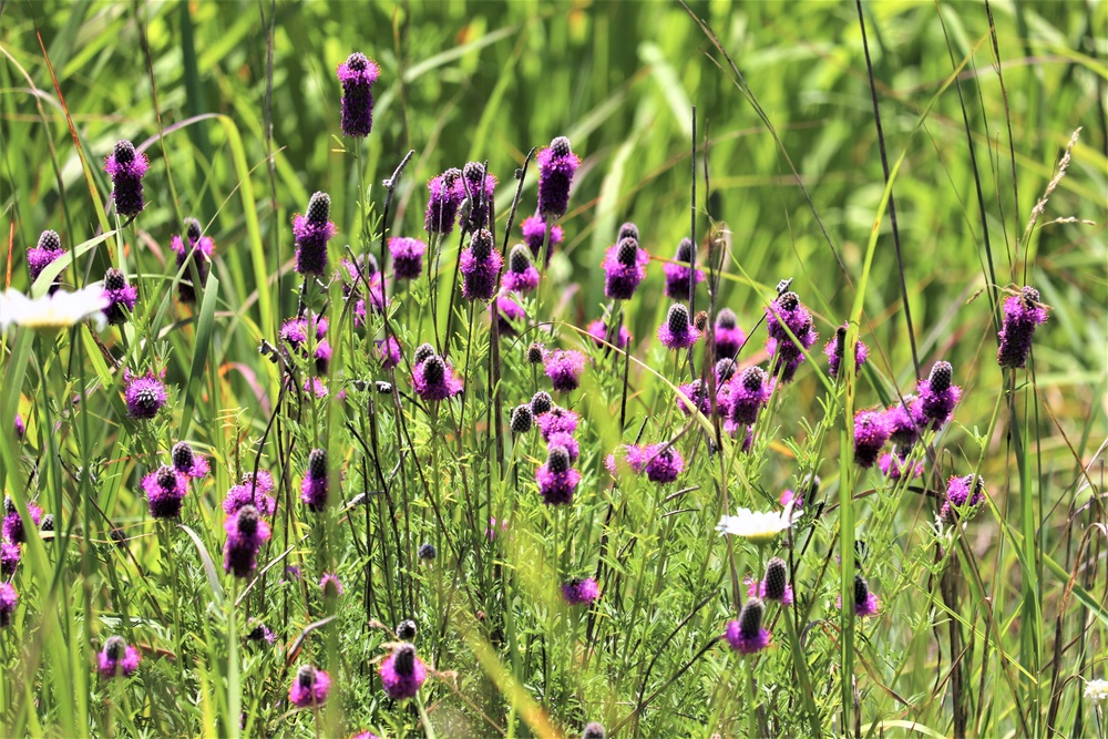 Prairie, grassland habitat at Fort McCoy