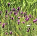 Prairie, grassland habitat at Fort McCoy