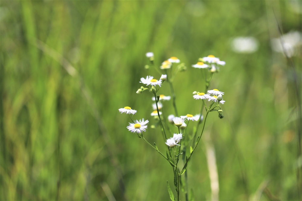 Prairie, grassland habitat at Fort McCoy