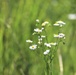 Prairie, grassland habitat at Fort McCoy