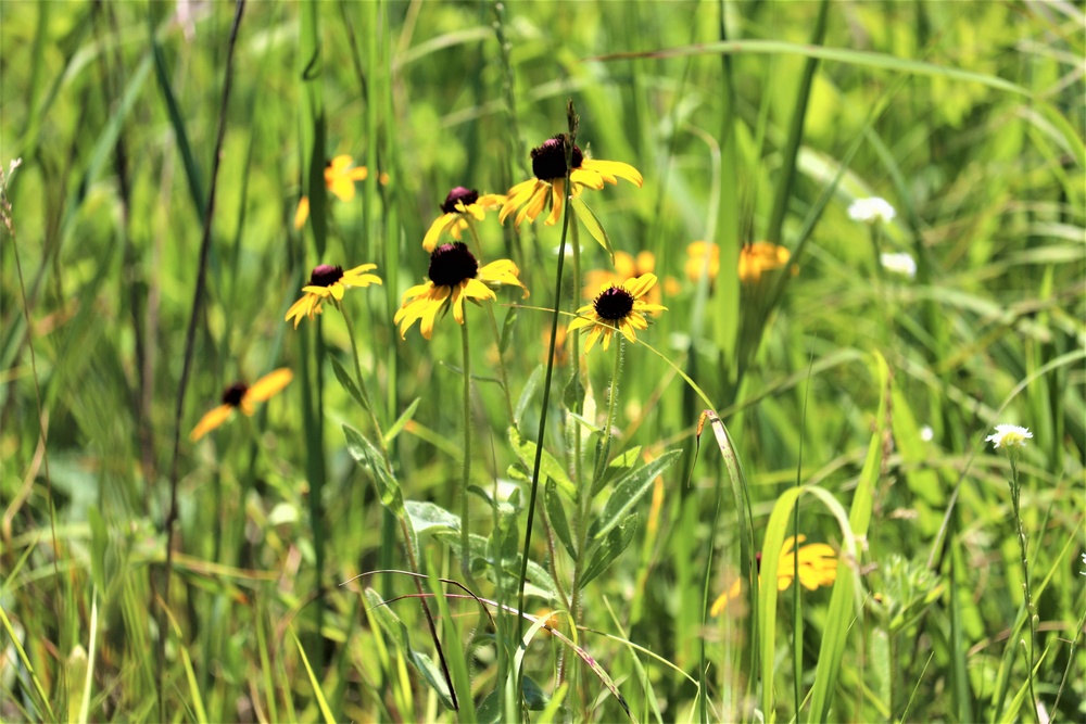 Prairie, grassland habitat at Fort McCoy