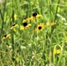 Prairie, grassland habitat at Fort McCoy