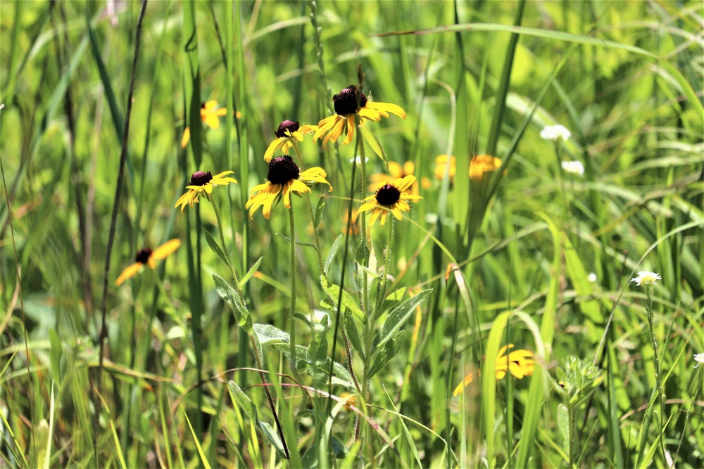 Prairie, grassland habitat at Fort McCoy