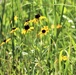 Prairie, grassland habitat at Fort McCoy