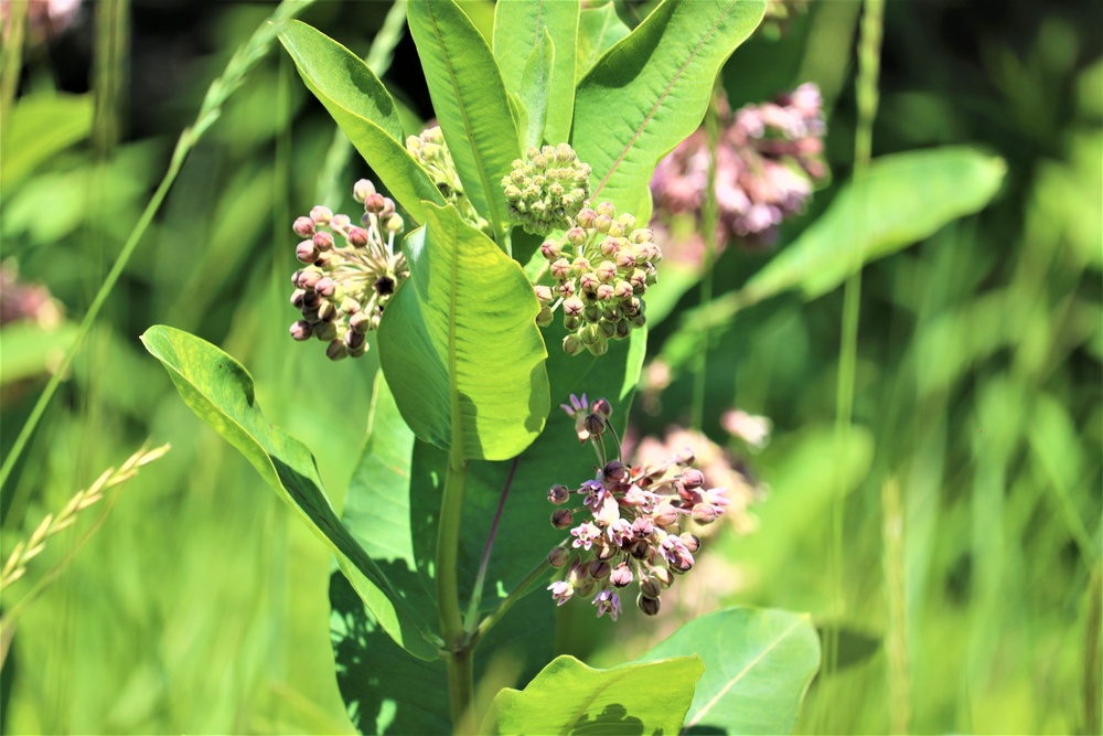 Prairie, grassland habitat at Fort McCoy