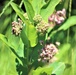 Prairie, grassland habitat at Fort McCoy