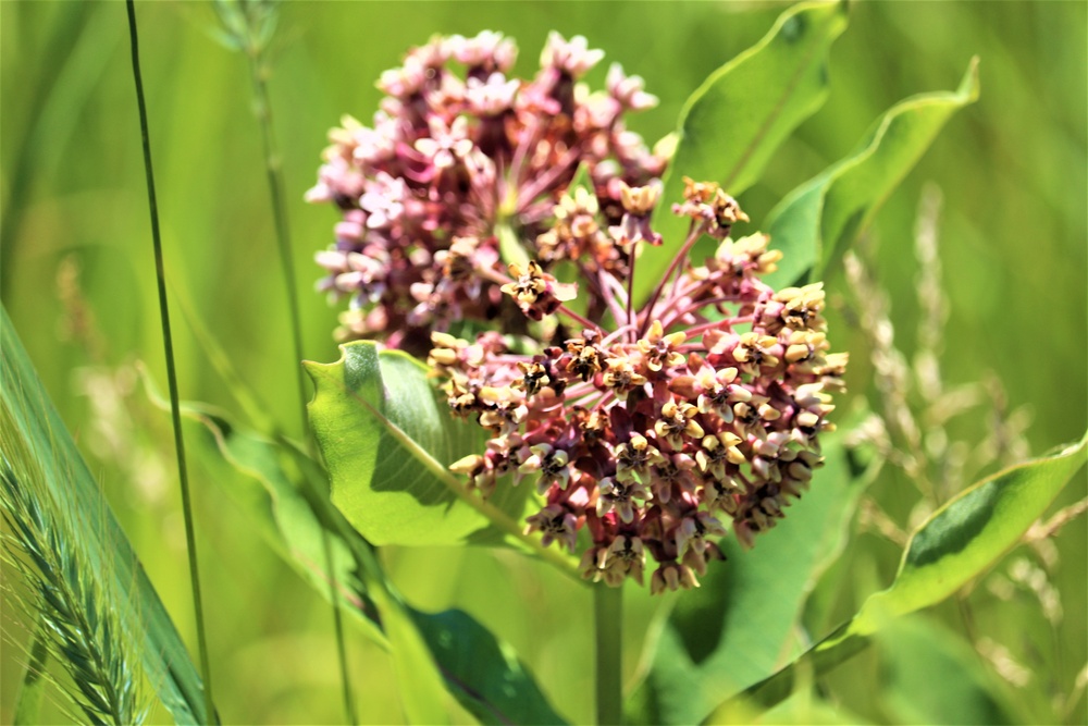 Prairie, grassland habitat at Fort McCoy