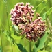 Prairie, grassland habitat at Fort McCoy