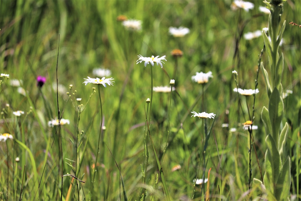 Prairie, grassland habitat at Fort McCoy