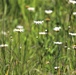 Prairie, grassland habitat at Fort McCoy