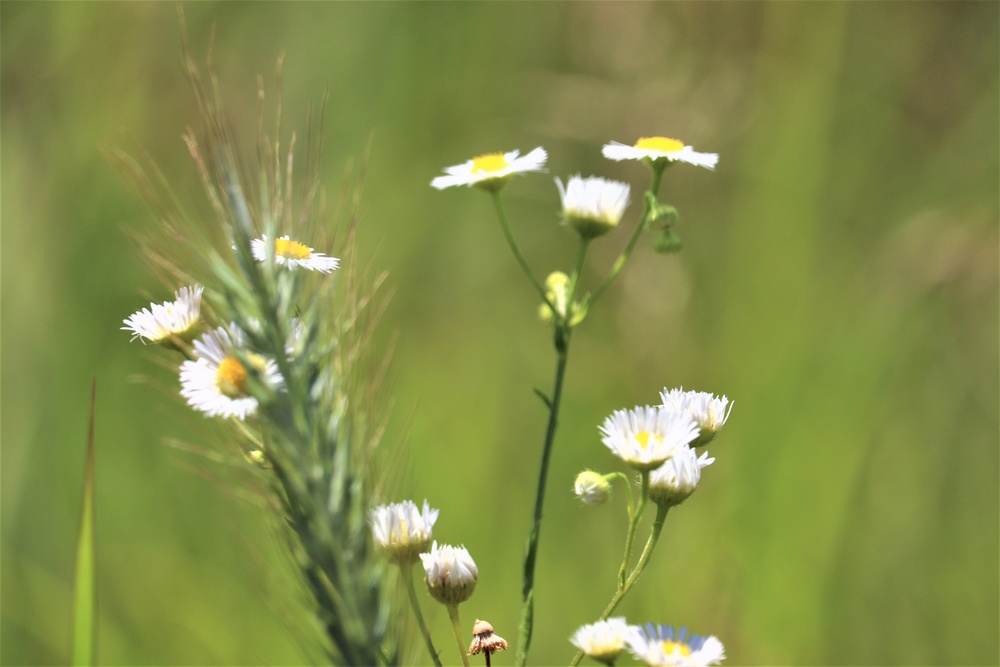 Prairie, grassland habitat at Fort McCoy