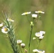 Prairie, grassland habitat at Fort McCoy