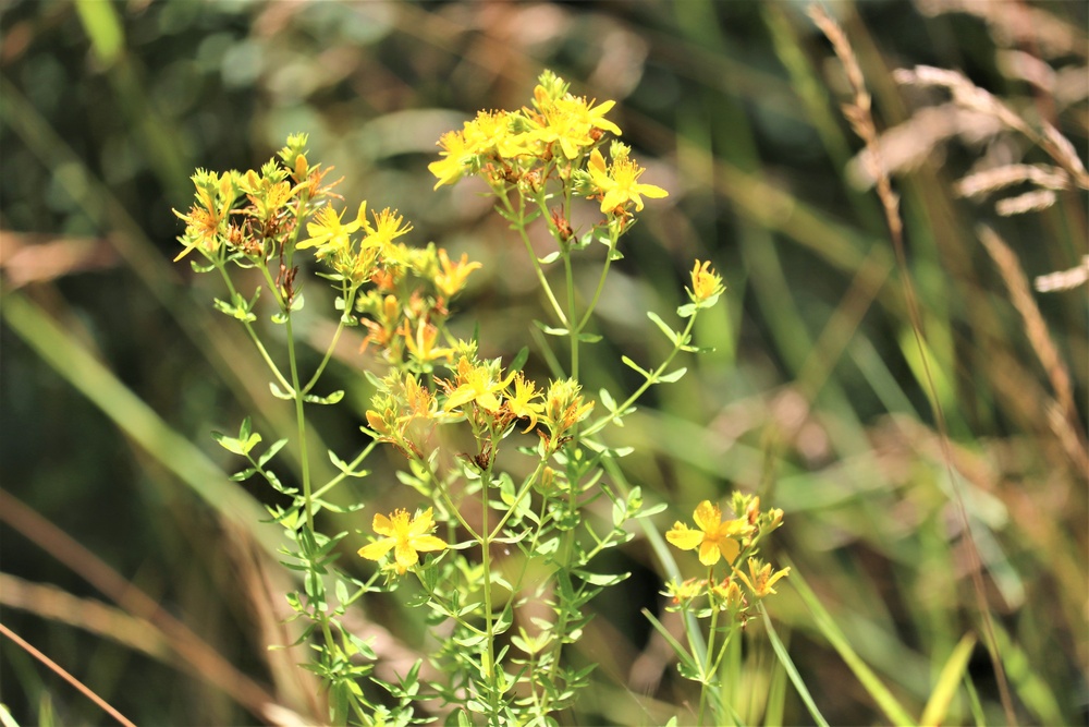 Prairie, grassland habitat at Fort McCoy