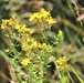 Prairie, grassland habitat at Fort McCoy