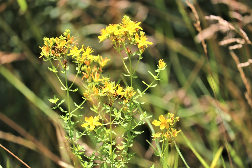 Prairie, grassland habitat at Fort McCoy