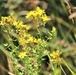 Prairie, grassland habitat at Fort McCoy