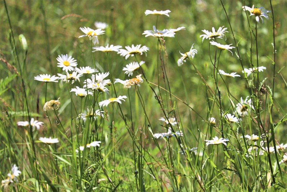 Prairie, grassland habitat at Fort McCoy