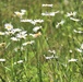 Prairie, grassland habitat at Fort McCoy