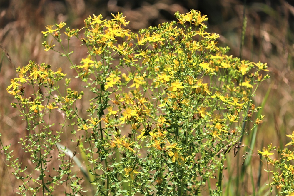 Prairie, grassland habitat at Fort McCoy