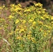 Prairie, grassland habitat at Fort McCoy