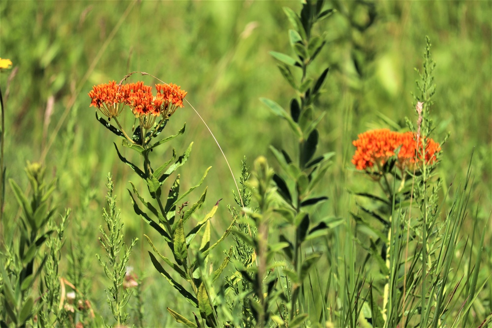 Prairie, grassland habitat at Fort McCoy