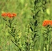 Prairie, grassland habitat at Fort McCoy