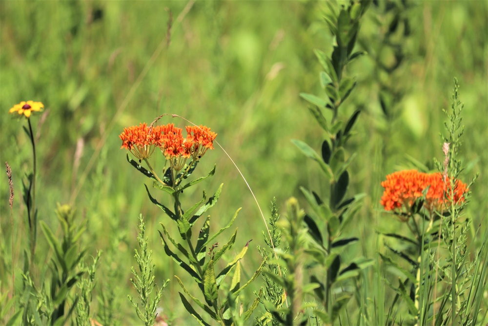 Prairie, grassland habitat at Fort McCoy