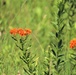 Prairie, grassland habitat at Fort McCoy