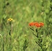 Prairie, grassland habitat at Fort McCoy