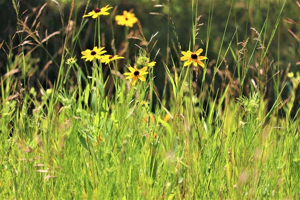 Prairie, grassland habitat at Fort McCoy