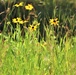 Prairie, grassland habitat at Fort McCoy