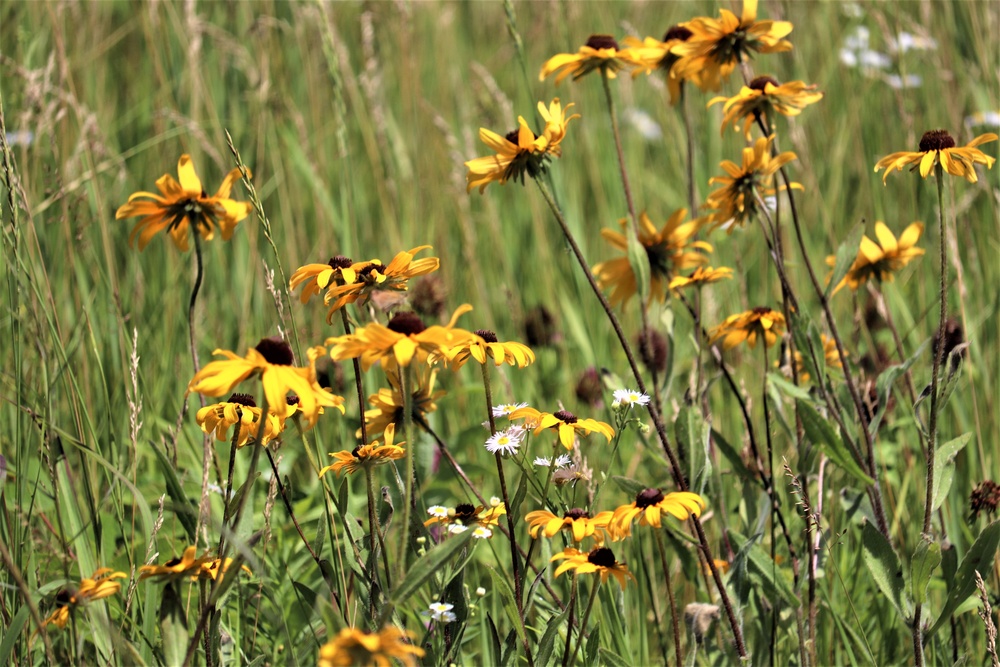 Prairie, grassland habitat at Fort McCoy