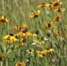 Prairie, grassland habitat at Fort McCoy