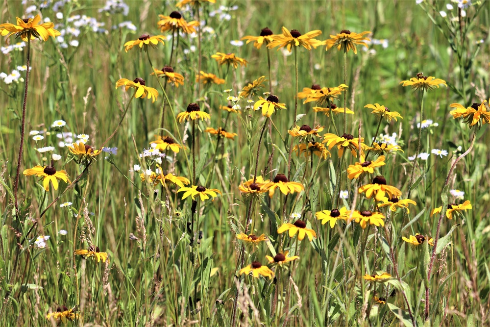 Prairie, grassland habitat at Fort McCoy