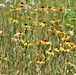 Prairie, grassland habitat at Fort McCoy