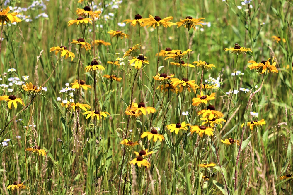 Prairie, grassland habitat at Fort McCoy