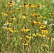 Prairie, grassland habitat at Fort McCoy